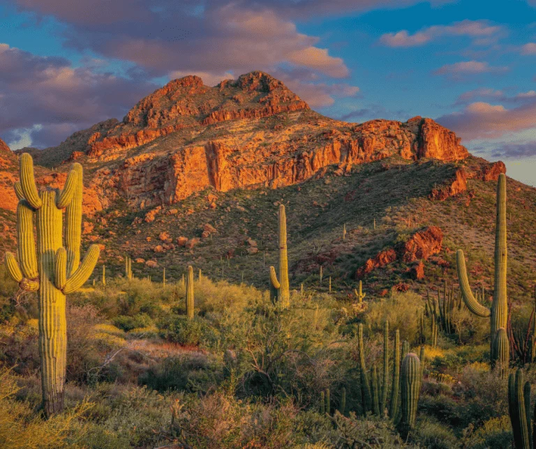 30 National Parks Near Phoenix 12 Organ Pipe Cactus Natiomal Monument