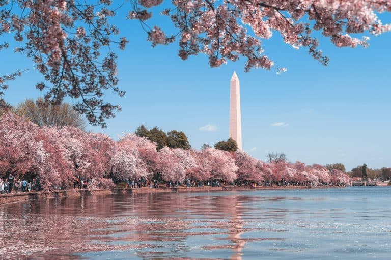 Washingont DC cherry blossoms