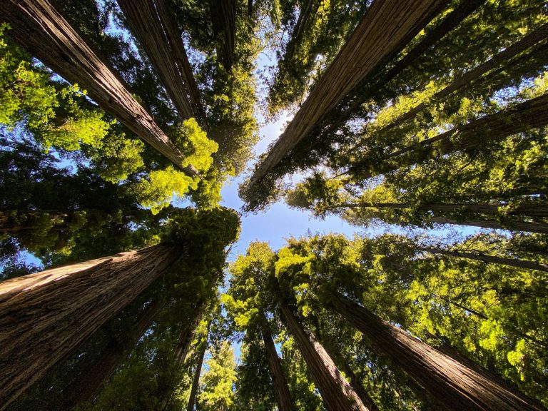 Redwood National Park trees