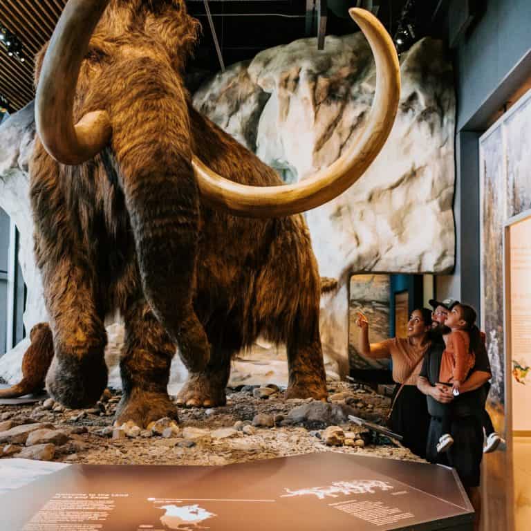 Bell Museum Mammoth